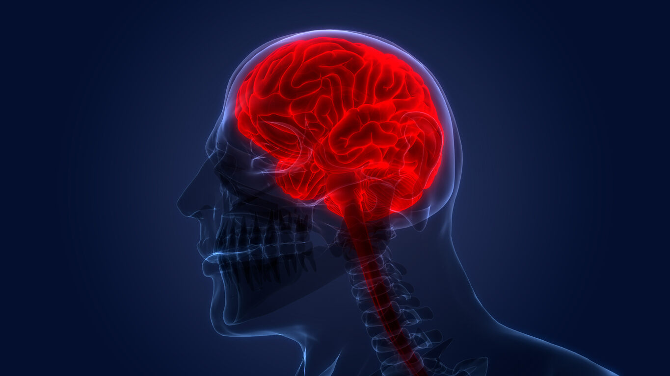 Brain Anatomy after tbi injury